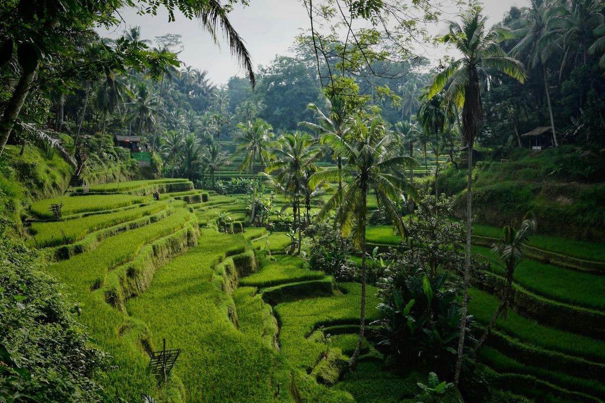 Ubud yaqinidagi Tegalalang sholi terrasalari